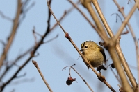 Regulus regulus (Regolo comune)